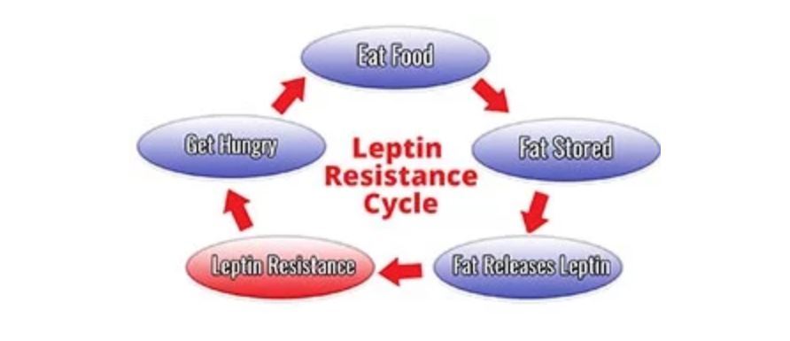 leptin resistance cycle
